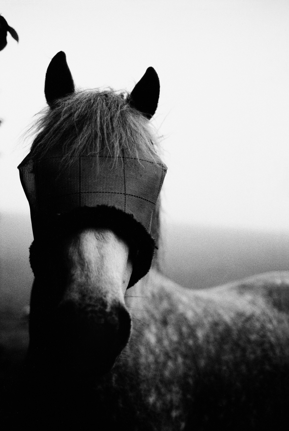 horse limburg.jpg